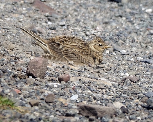 skylark